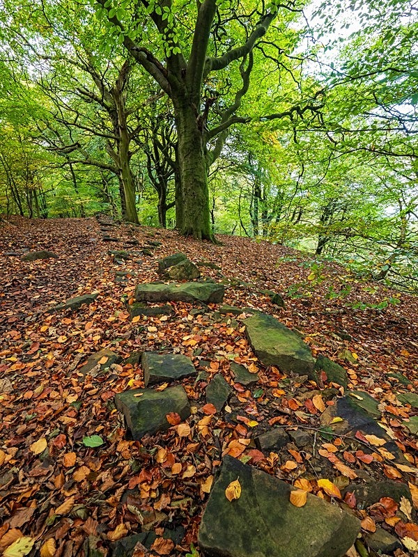 Wilsons Woods - Woodland