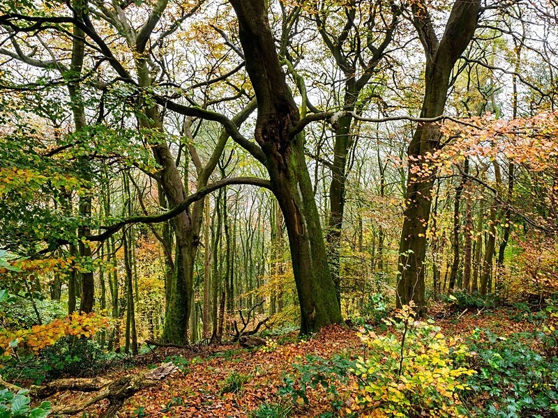 Wilsons Woods - Woodland