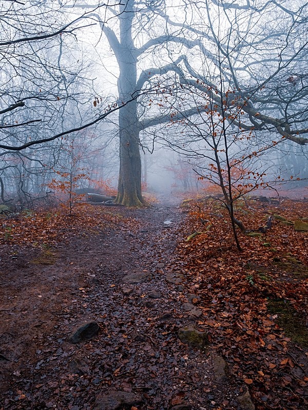 Chevin Woods - Woodland