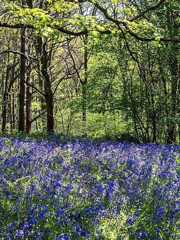  - Woodland