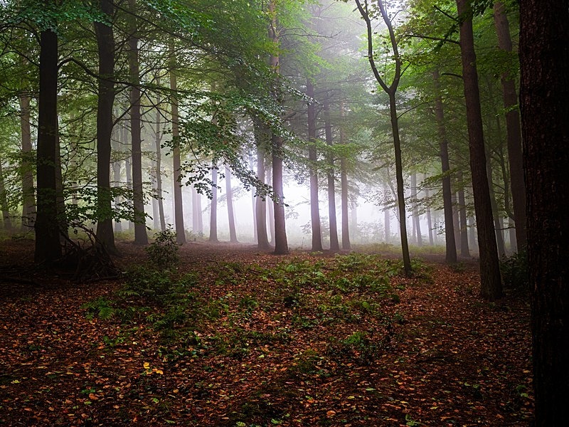 Danefield Woods - Woodland