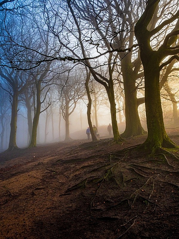 Wilsons Woods - Woodland