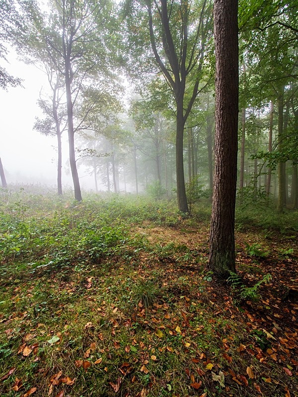 Wilsons Woods - Woodland