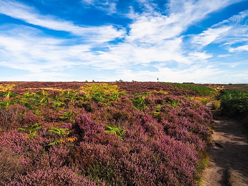 Thruscross Moor - High Moorland