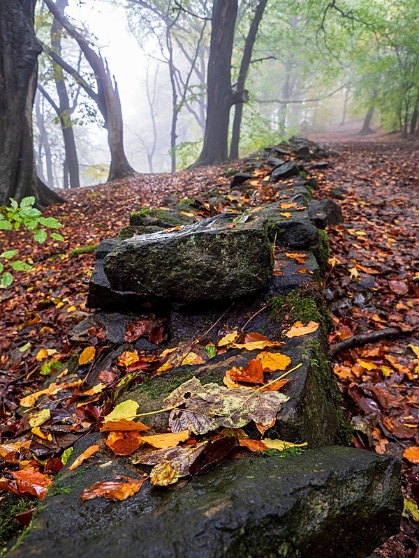 Wilsons Woods - Woodland