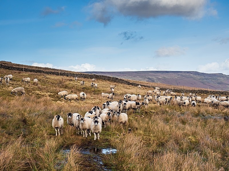 Scar House Sheep - Assorted Other