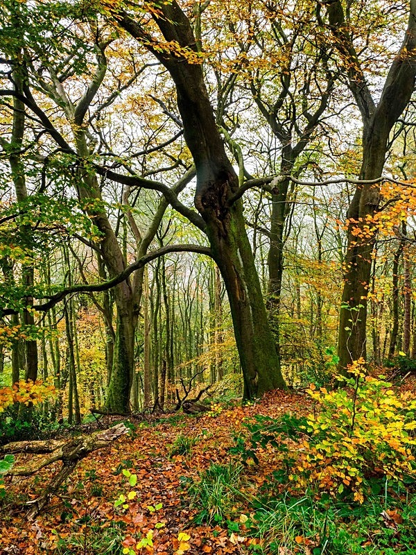 Wilsons Woods - Woodland