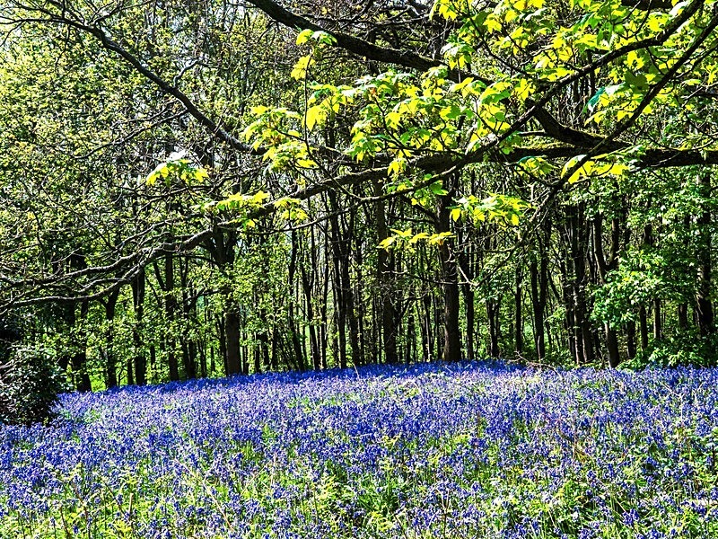  - Woodland