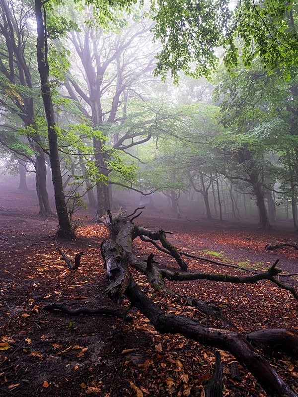 Wilsons Woods - Woodland