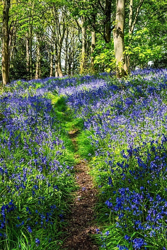  - Woodland