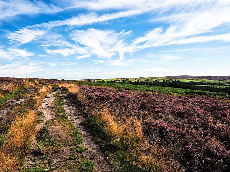 Thruscross Moor - High Moorland