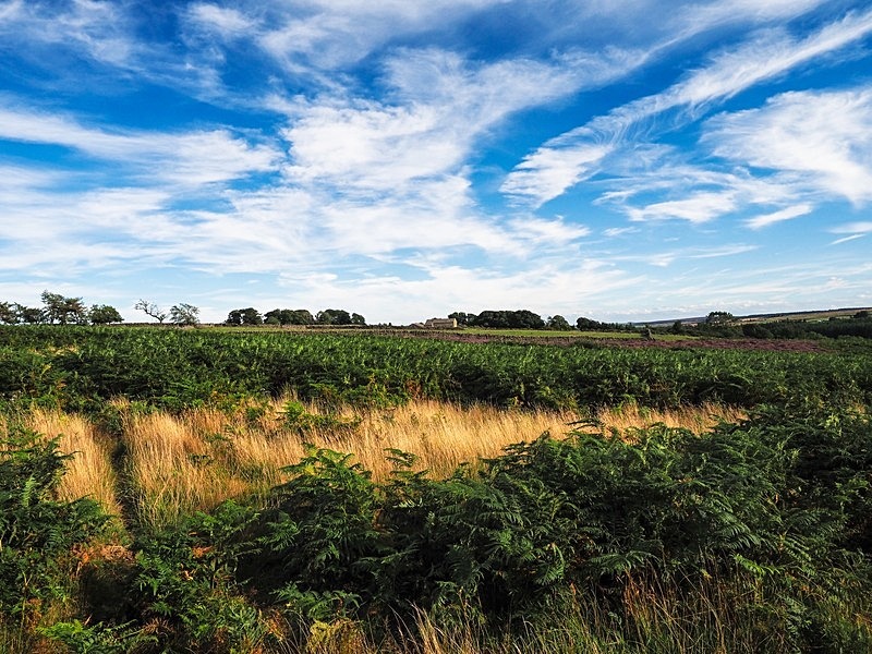 Thruscross Moor - High Moorland