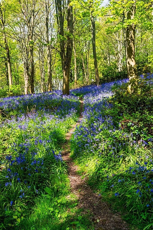  - Woodland