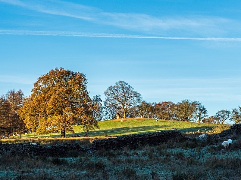 A Fewston Autumn - Assorted Other