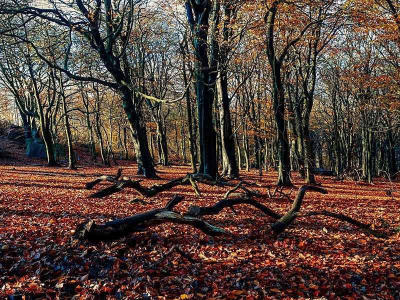 Wilsons Woods - Woodland