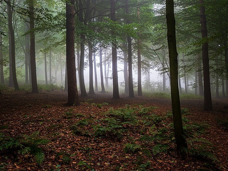 Danefield Woods - Woodland