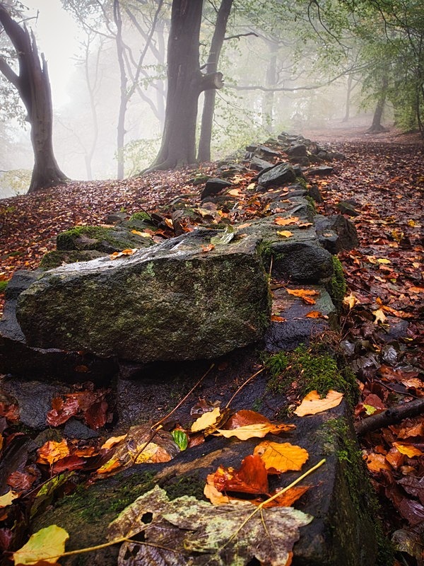 Wilsons Woods - Woodland