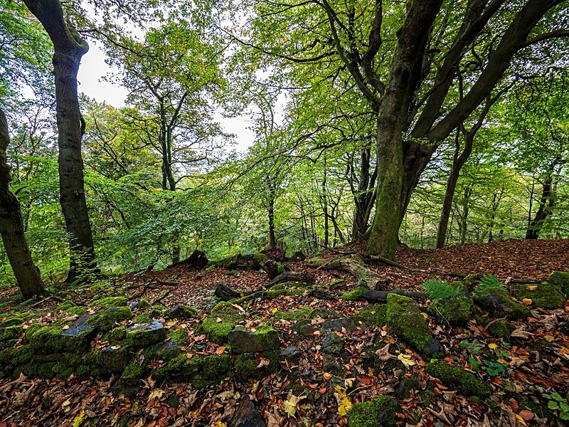 Wilsons Woods - Woodland
