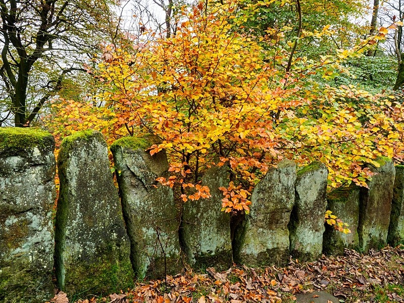 Vacca Wall in Autumn - Woodland