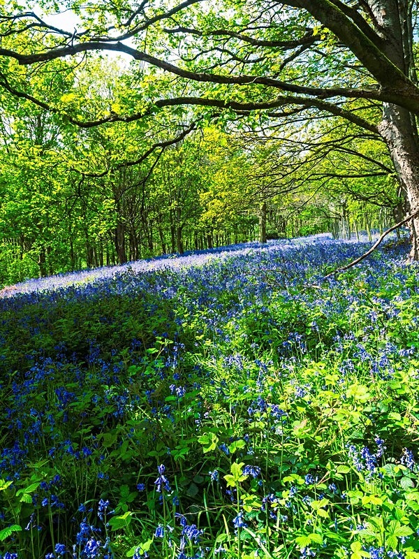  - Woodland