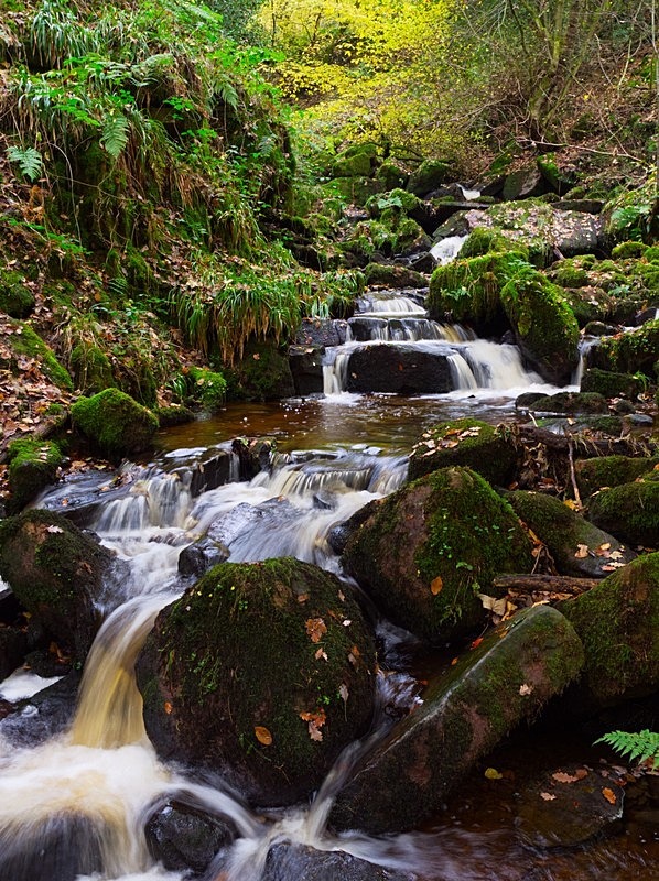 Hebers Ghyll - Woodland