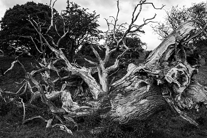 The Fallen Tree - Monochrome