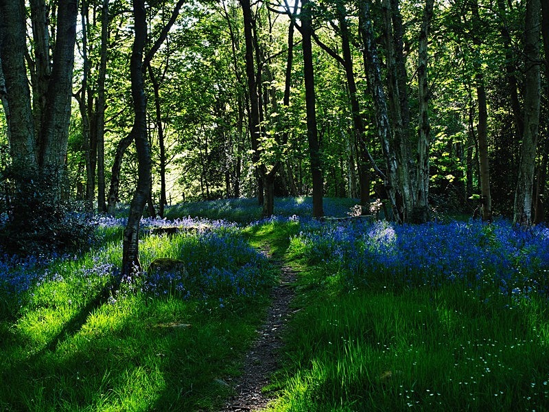 Washburn Woods - Woodland
