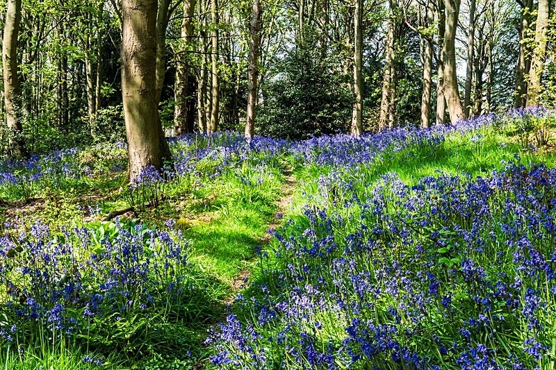  - Woodland