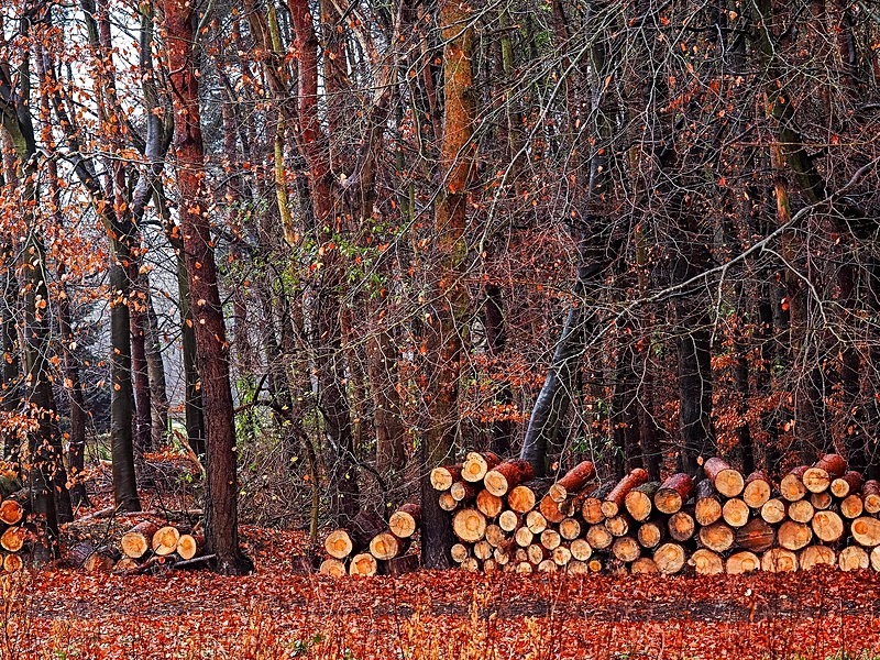 The Woodpile - Woodland