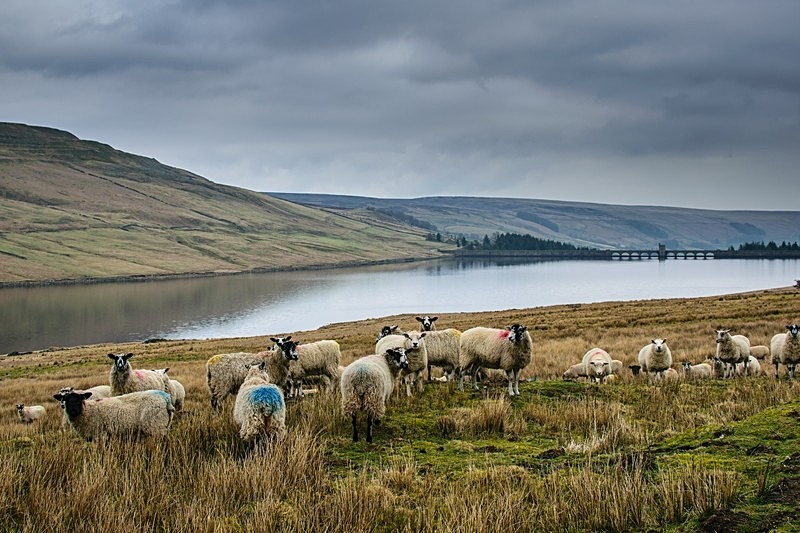 Scar House Sheep - Assorted Other