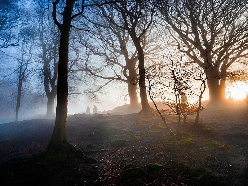 Wilsons Woods - Woodland