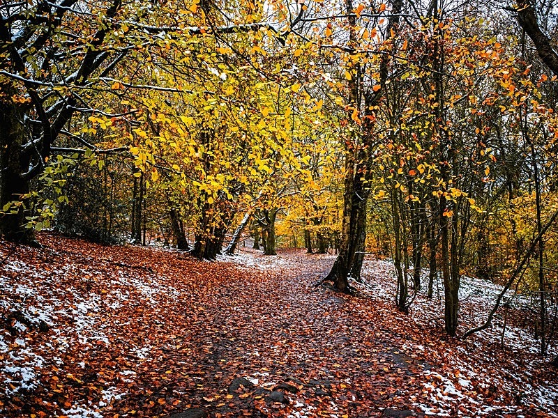 Wilsons Woods - Woodland