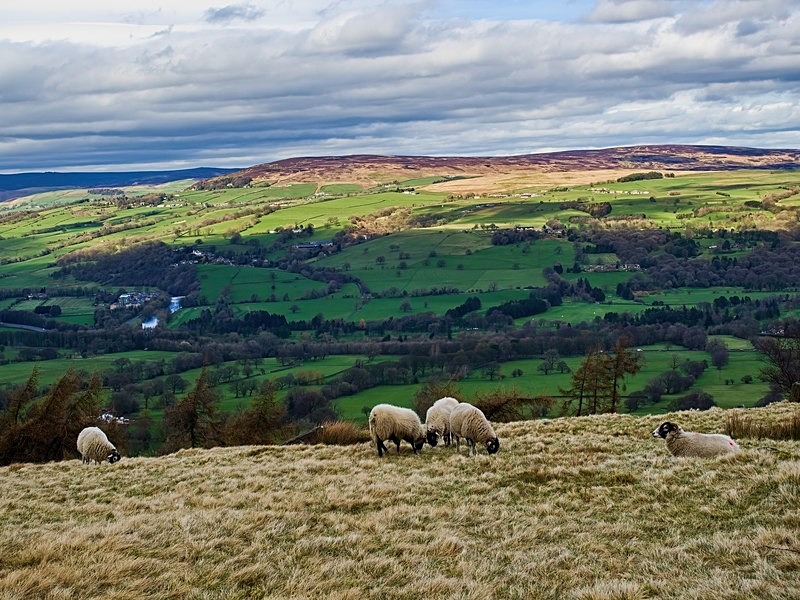 Beamsley Moor - High Moorland