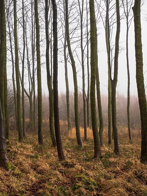 Thruscross Woods - Woodland