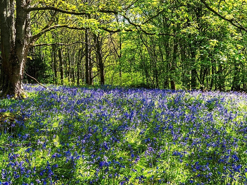  - Woodland