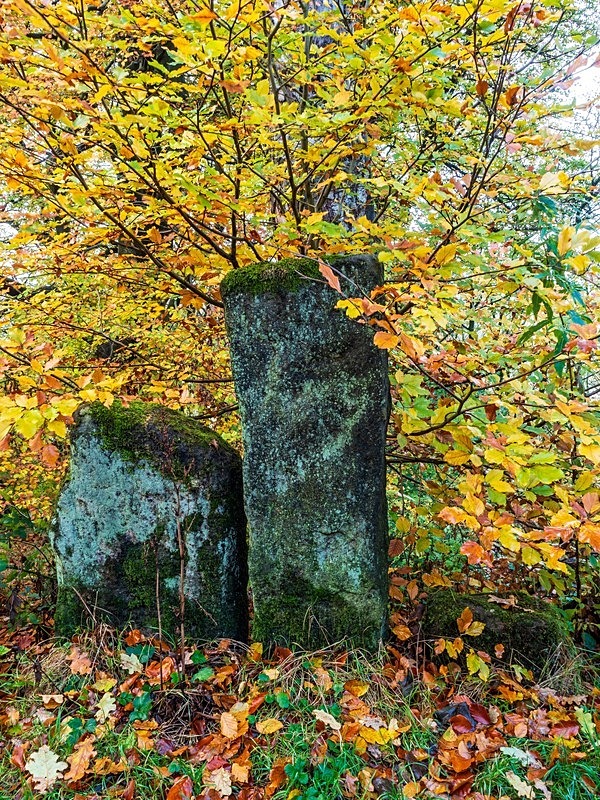 Vacca Wall in Autumn - Woodland