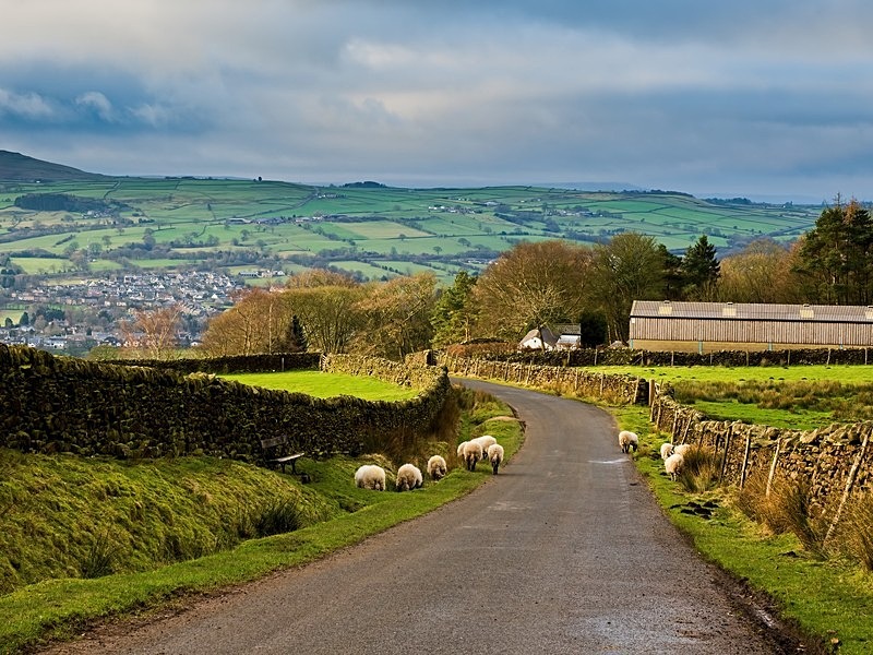 Nesfield Sheep - High Moorland