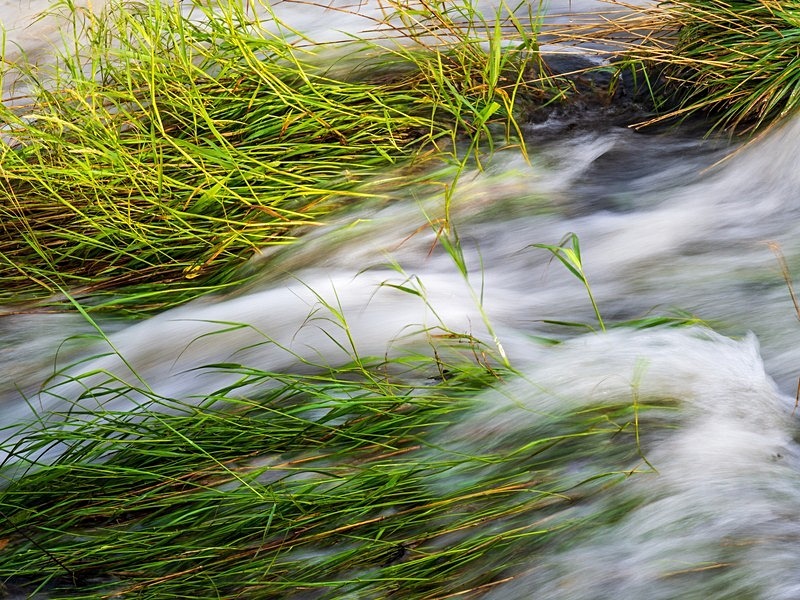The Weir - Woodland