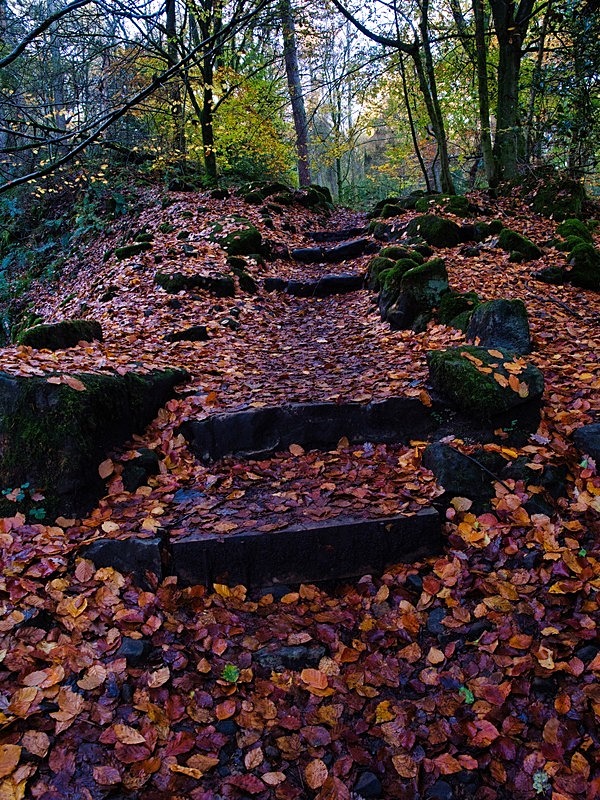 Hebers Ghyll - Woodland