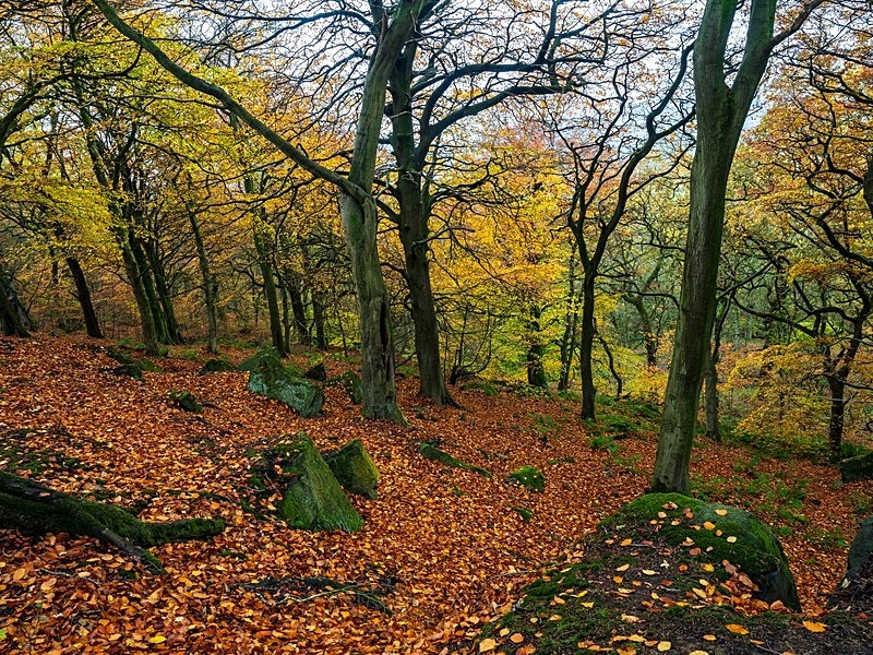 Wilsons Woods - Woodland
