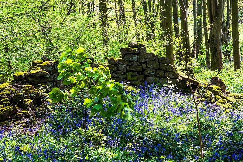  - Woodland