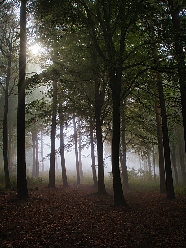 Danefield Woods - Woodland