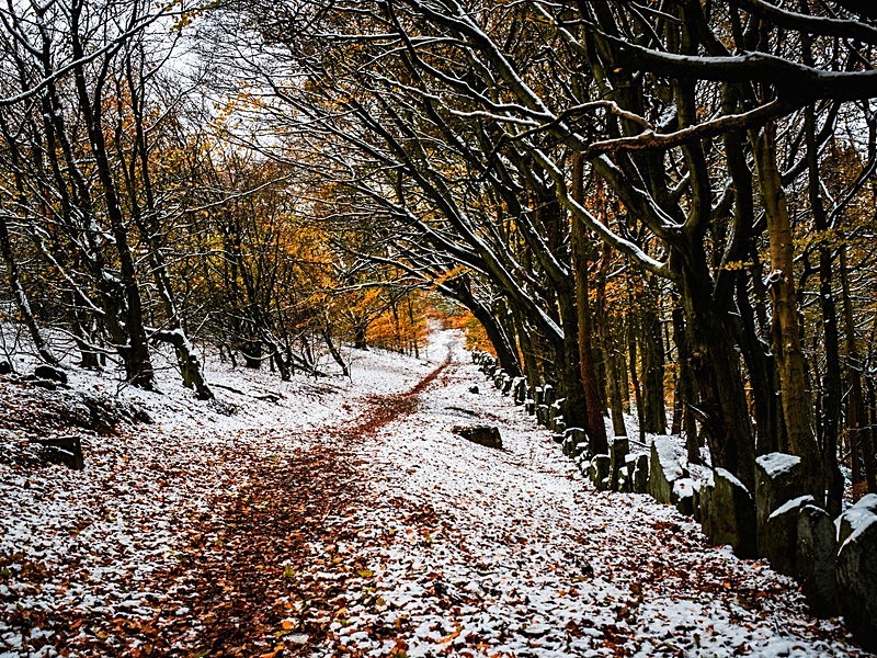 Otley Chevin - Woodland