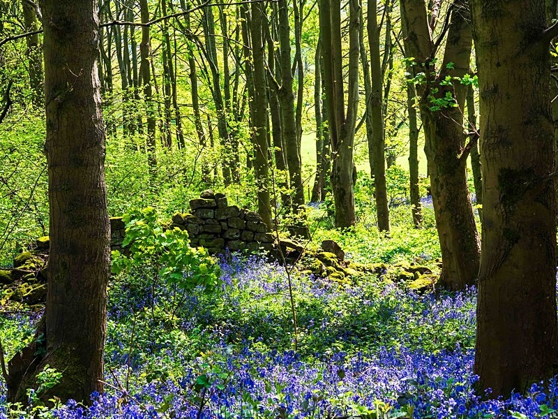  - Woodland