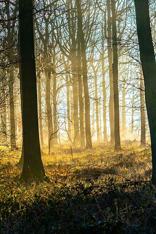 Swinsty Woods - Woodland