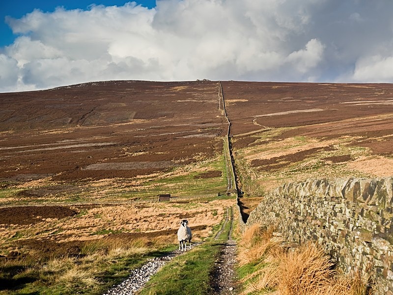Barden Moor - High Moorland