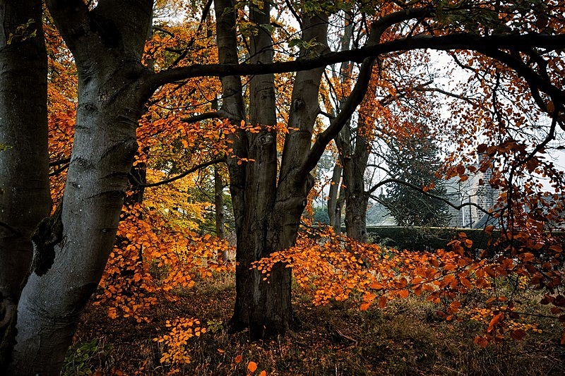 Farnley Woods - Woodland