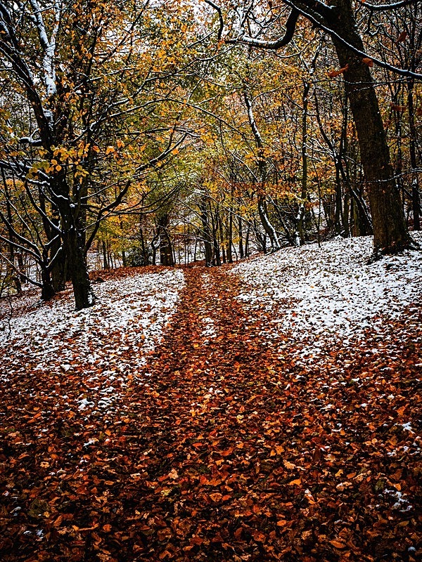 Wilsons Woods - Woodland