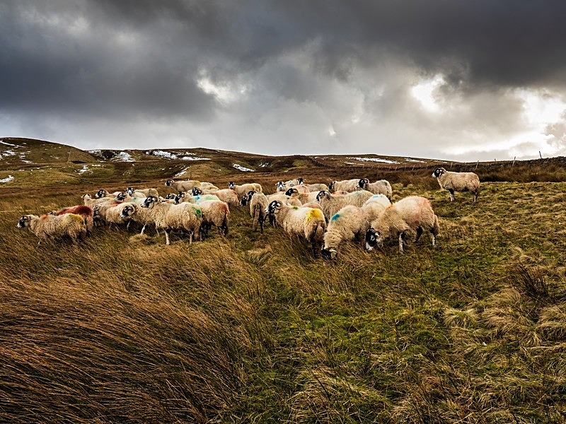 Scar House Sheep - Assorted Other