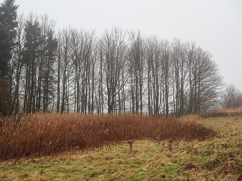 Thruscross Woods at Winter - Woodland